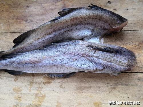 吃八瓜鱼视频大全,视频大全带你领略风味佳肴