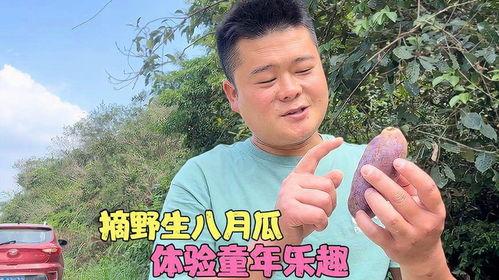 树上熟八月瓜可以吃吗视频,天然美味，可直接食用揭秘