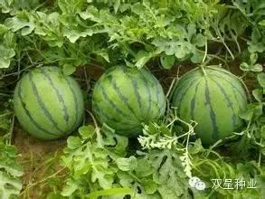 23分钟吃瓜视频,揭秘娱乐圈幕后真相