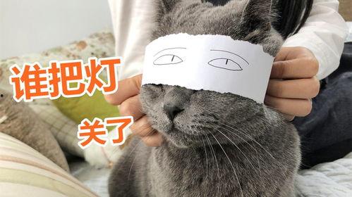萌猫宝哥哥吃哈密瓜视频,哈密瓜美食之旅