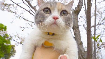 萌猫宝哥哥吃哈密瓜视频,哈密瓜美食之旅