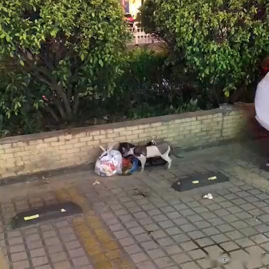 吃瓜女子翻围墙视频下载,揭秘网络红人翻围墙视频下载背后的故事