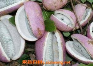 吃八月瓜的主播是谁啊视频,吃八月瓜的神秘主播是谁？