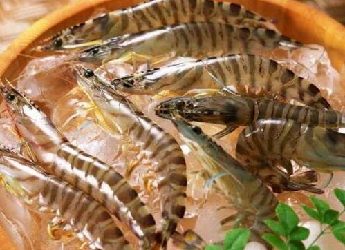 瓜哥带你吃虾视频大全下载,视频大全下载攻略，尽享美味虾食之旅