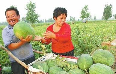 微山县吃瓜事件视频,一场引发热议的网络风波
