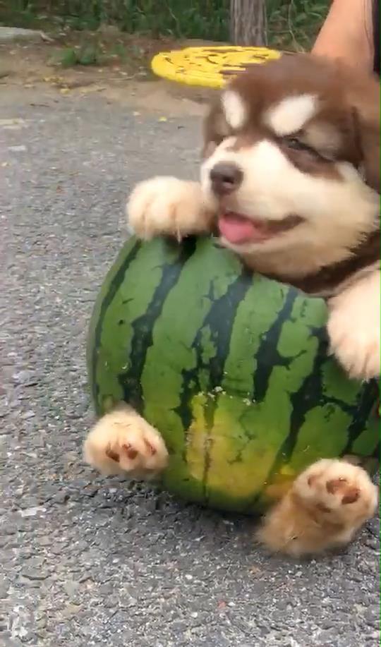 狗狗吃瓜视频,狗狗吃瓜萌态大赏