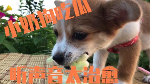 狗狗吃瓜视频,狗狗吃瓜萌态大赏