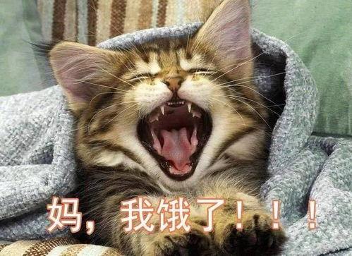 动物吐槽吃瓜视频全集,揭秘动物吐槽吃瓜视频全集