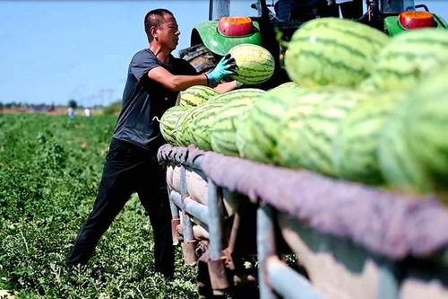 金乡小绿吃瓜视频,揭秘瓜界新潮流