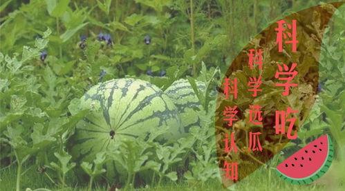 学做吃瓜群众视频怎么做,跟随视频教程，轻松掌握瓜界潮流