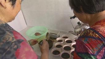 学做吃瓜群众视频怎么做,跟随视频教程，轻松掌握瓜界潮流