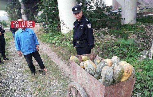 金乡孙庄吃瓜事件视频,一场引发热议的乡村奇观