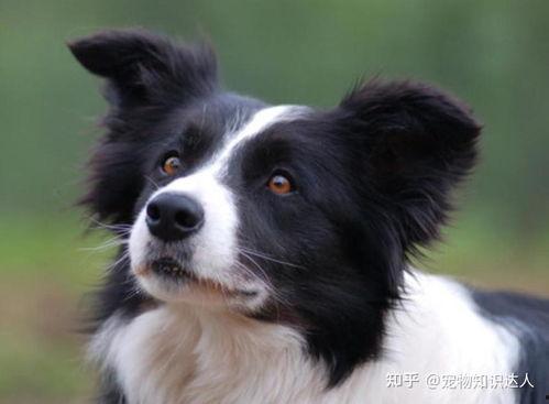 边牧吃哈密瓜好吗视频教程,营养美味两不误