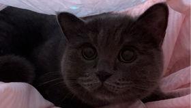 可以给猫吃小瓜么吗视频,小瓜在猫餐中的适宜性探讨
