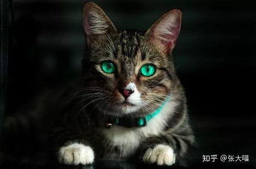 可以给猫吃小瓜么吗视频,小瓜在猫餐中的适宜性探讨