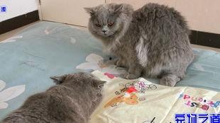 可以给猫吃小瓜么吗视频,小瓜在猫餐中的适宜性探讨