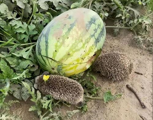 旅游云南吃瓜视频大全集,吃瓜视频大全集带你领略风味云南