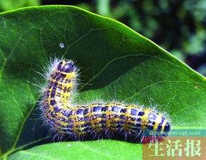 带你吃瓜毛毛虫视频下载,毛毛虫视频下载全攻略