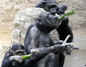 女子吃瓜像黑猩猩视频,竟像黑猩猩？