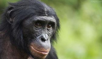 女子吃瓜像黑猩猩视频,竟像黑猩猩？