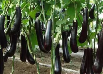 美女吃茄瓜视频网站,美女大秀吃茄瓜绝技，视频网站掀起美食热潮