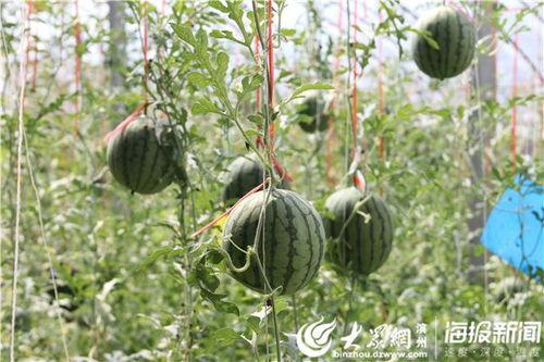 菏泽郓城吃瓜事件视频,一场引发热议的网络视频风波