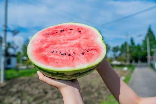 吃新瓜视频大全,吃新瓜视频大全，尽享清凉时光