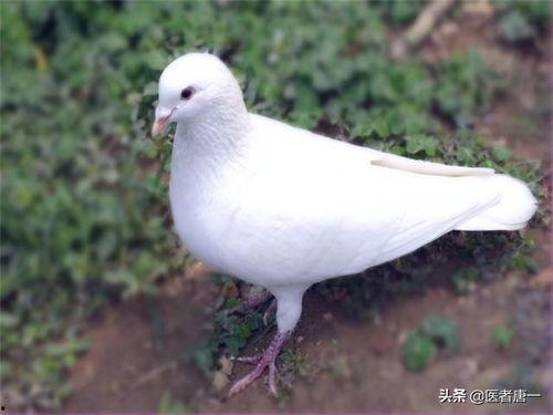 白鸽子吃瓜视频,揭秘萌宠美食新风尚