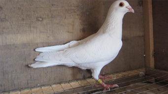 白鸽子吃瓜视频,揭秘萌宠美食新风尚