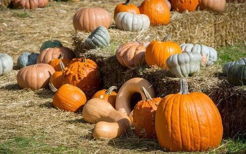 缅甸吃瓜视频是骗局吗,骗局真相大起底