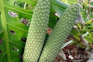 吃大瓜钻心虫图片视频,图片视频揭示惊人真相