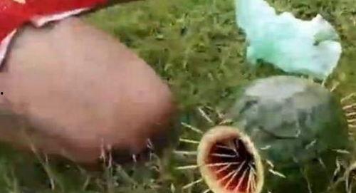 吃大瓜钻心虫图片视频,图片视频揭示惊人真相