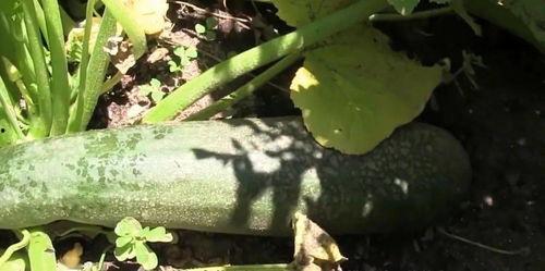 吃大瓜钻心虫图片视频,图片视频揭示惊人真相