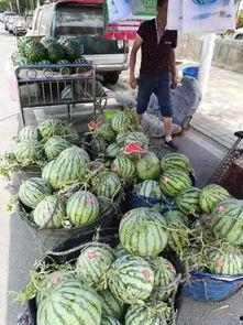 台州保长吃瓜事件视频,一场网络热议的乡村奇闻