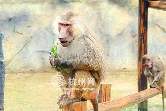 大姐吃瓜像狒狒的视频