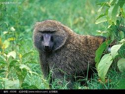 大姐吃瓜像狒狒的视频