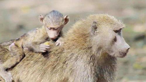 大姐吃瓜像狒狒的视频