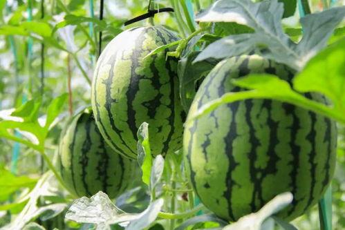 西瓜jun吃瓜视频,揭秘娱乐圈幕后故事