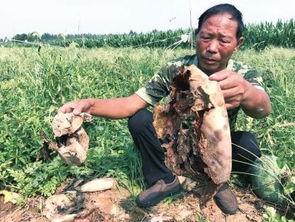 张掖吃瓜最新事件视频播放,视频曝光引发网友热议