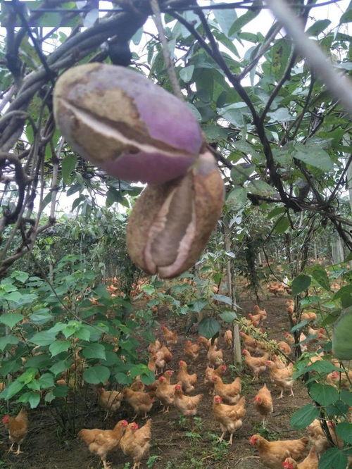 男人吃八月瓜视频大全集,男人味蕾的狂欢之旅