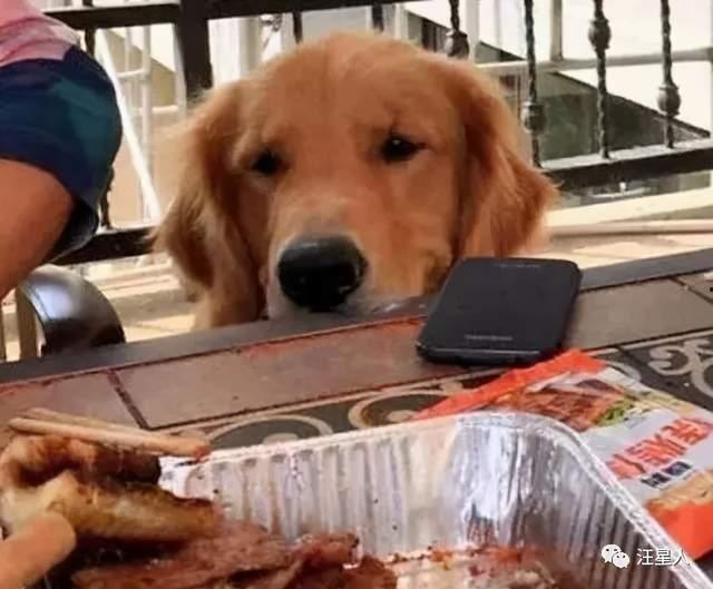 金毛可以吃老瓜粥吗视频,老瓜粥的适宜性揭秘