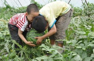 项城最近吃瓜事件真相视频,揭秘真相背后的惊人内幕